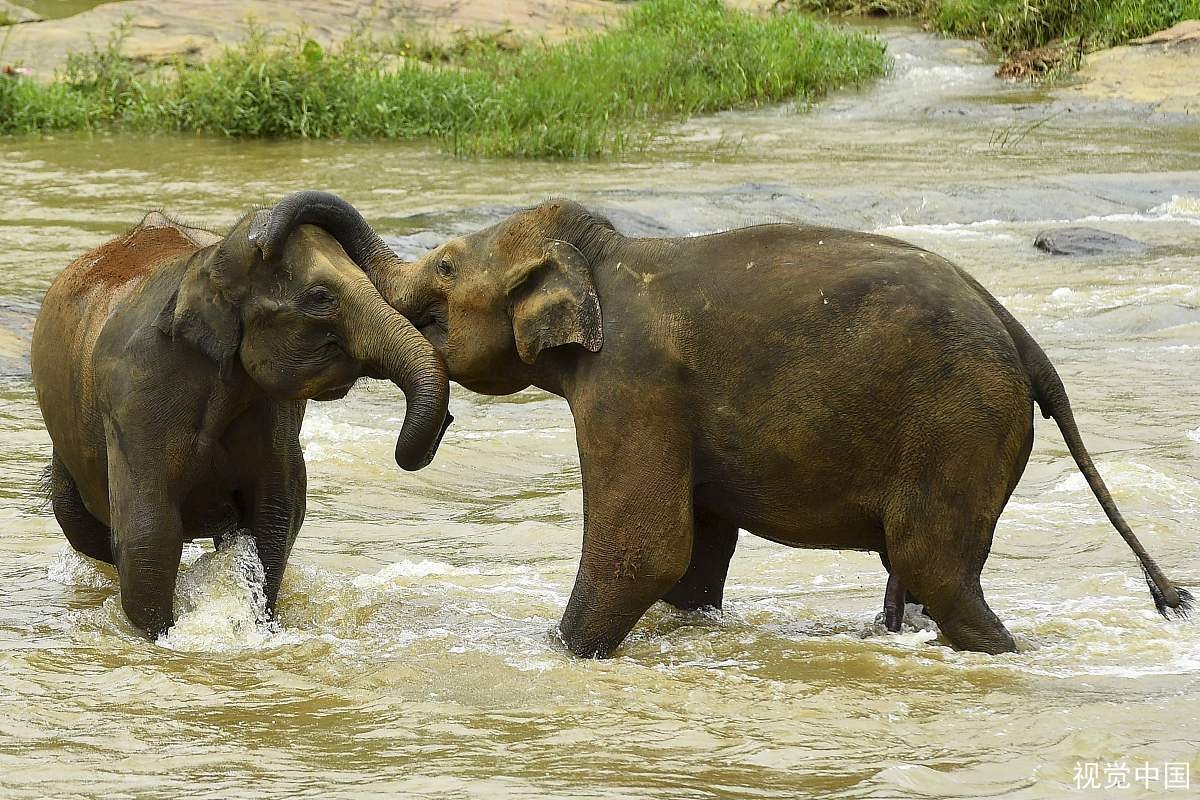 云南2象打架用腿互踢，一象看不过去上前“劝架”，它是如何规劝的？