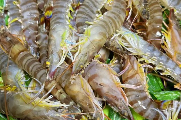 基围虾得名是因为蚂蚁庄园