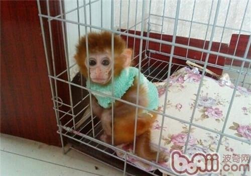 日本袖珍石猴的形态特征有哪些？