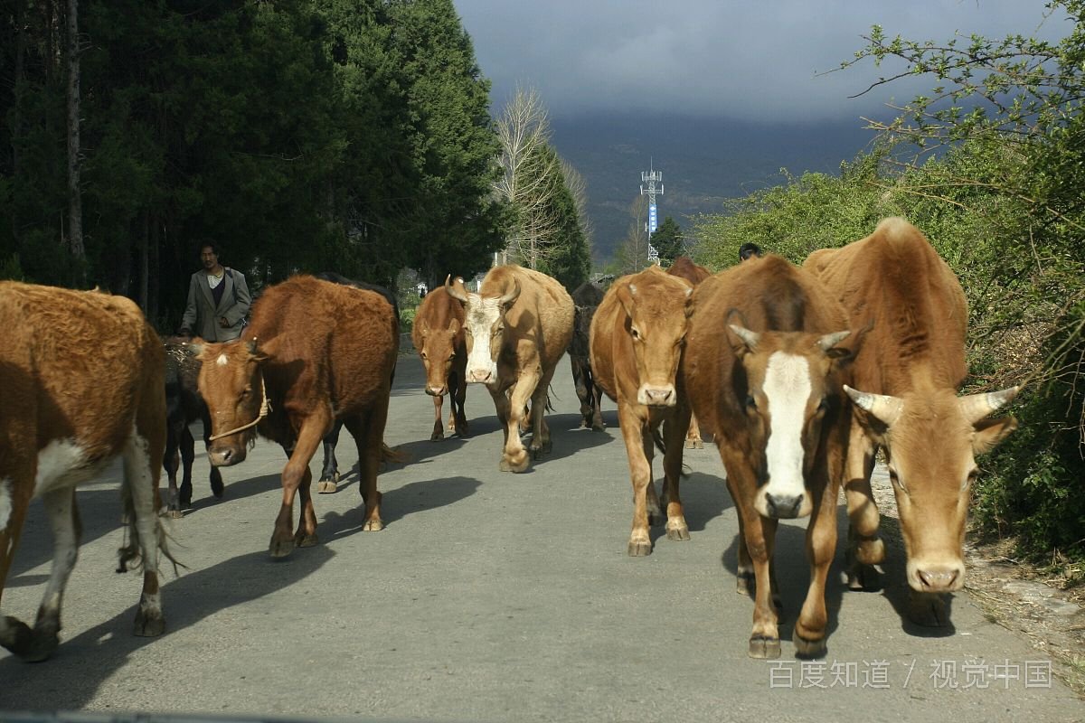 西风为哪些生肖？