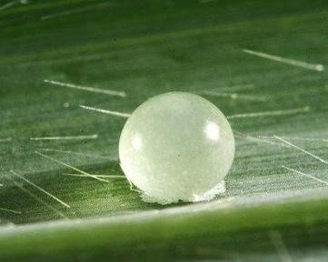 卵的拼音和组词组