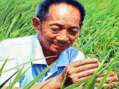 杂交水稻是哪一年？