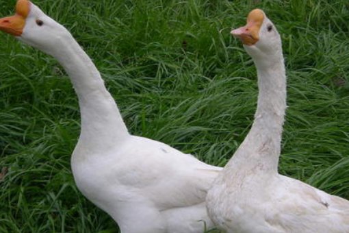 4只黑狗围攻1只大鹅被翻盘，主人对此有何表示？