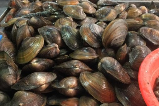 蚌肉大餐任务怎么做