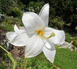 白百合代表什么？白色百合的花语是什么