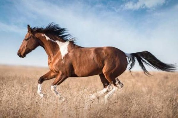 女羊配什么属相最好