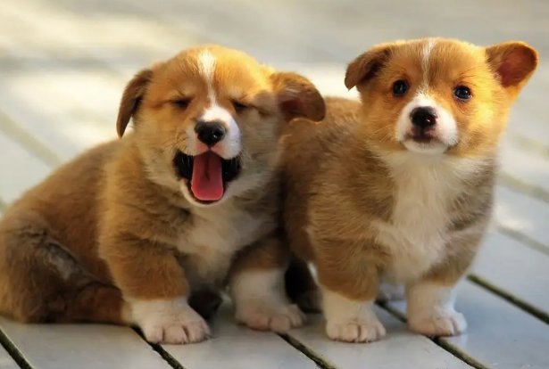 懵头转向是什么生肖