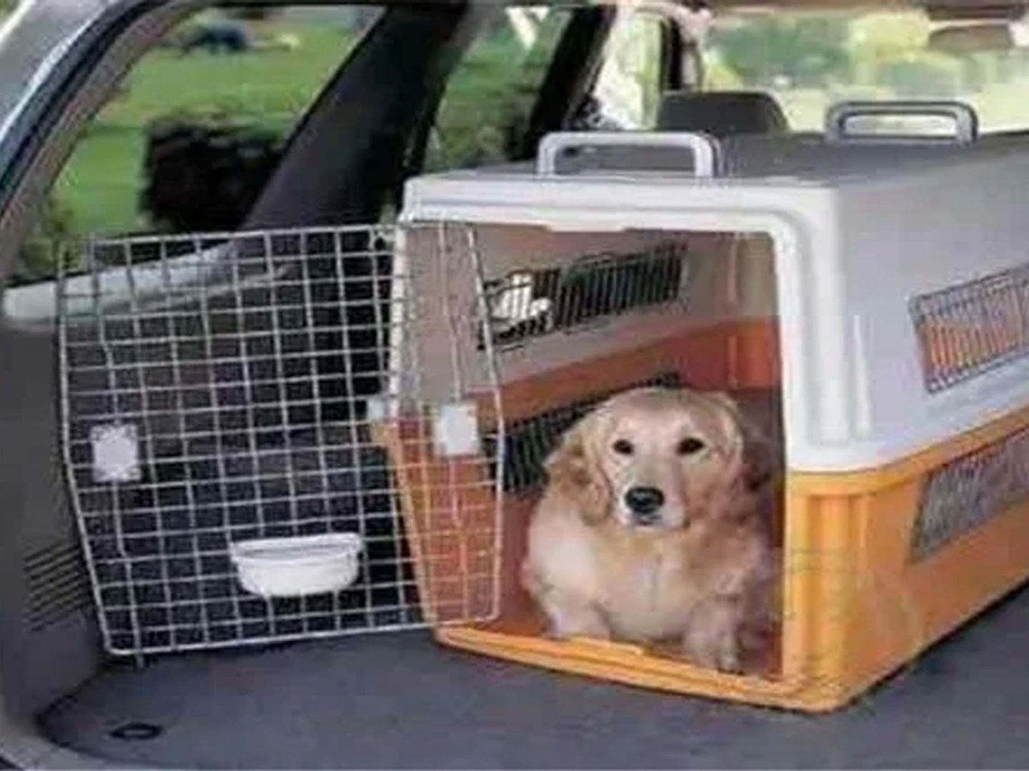 宠物快递到北京多少钱