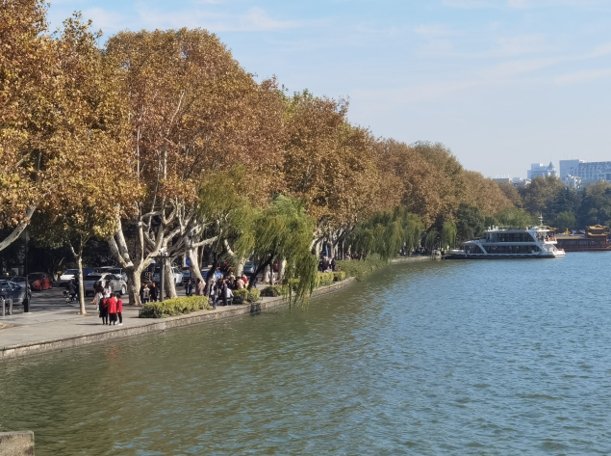 杭州西湖柳树被换成月季引发热议，管理方这种行为是出于什么考虑的？