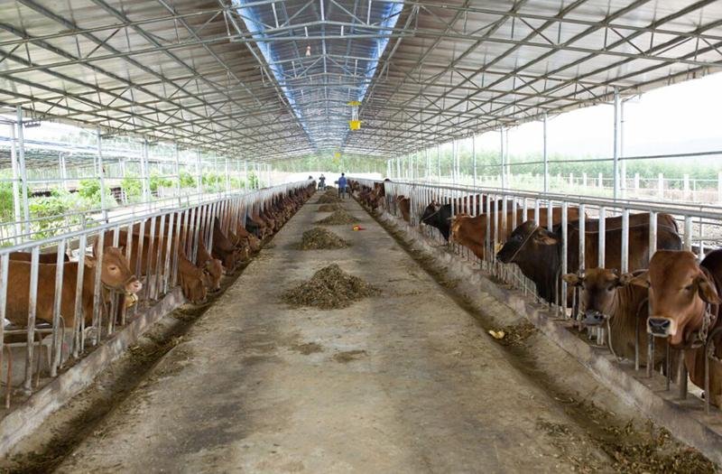 海南30多头牛被雷击中毙命，养殖户的损失有多大？