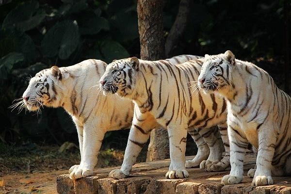 河北保定一动物园内老虎被大鹅追咬,鹅的战斗力比老虎还要强吗?