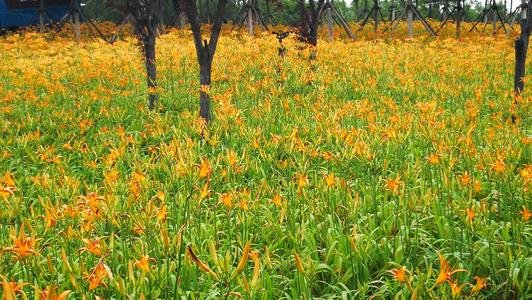 萱草的种类和花语是什么