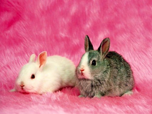 性子急躁，你知道哪些生肖动不动就骂人吗？