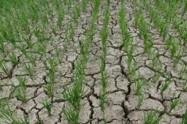 今年极端天气多地大旱，会引发粮价菜价上涨吗？