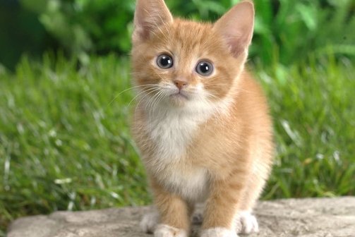 龙岩一小区深夜有4只小猫被人从高楼接连抛下,这到底何人所为?