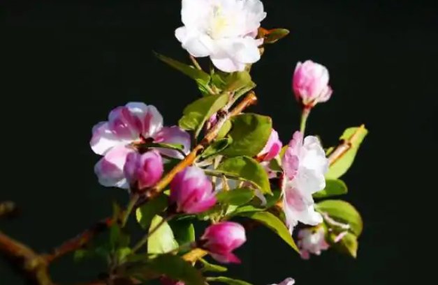 绿肥红瘦指的是什么花