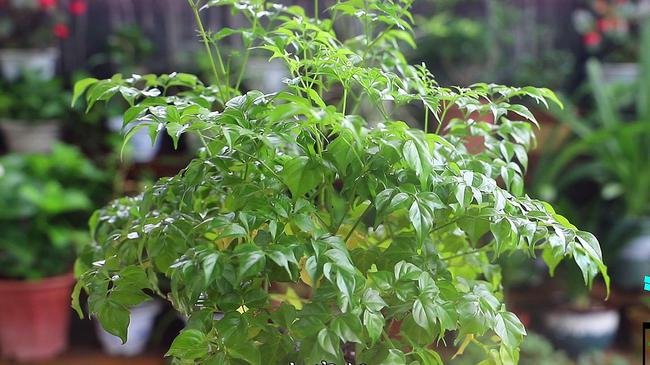 贵州一饭店门口水泥地面长出近3米高“辣椒树”,菜苗的生命力有多旺盛?