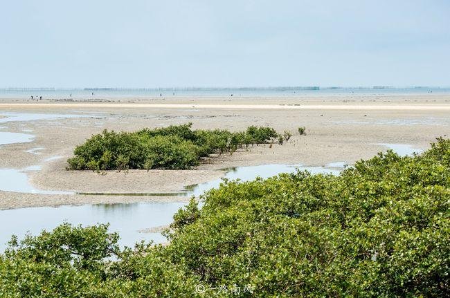 广西北海红树林大片消失！不是外来物种入侵，不是天灾，是什么原因呢？