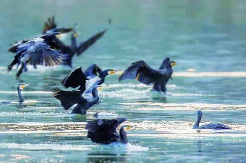 候鸟在什么季节回北方