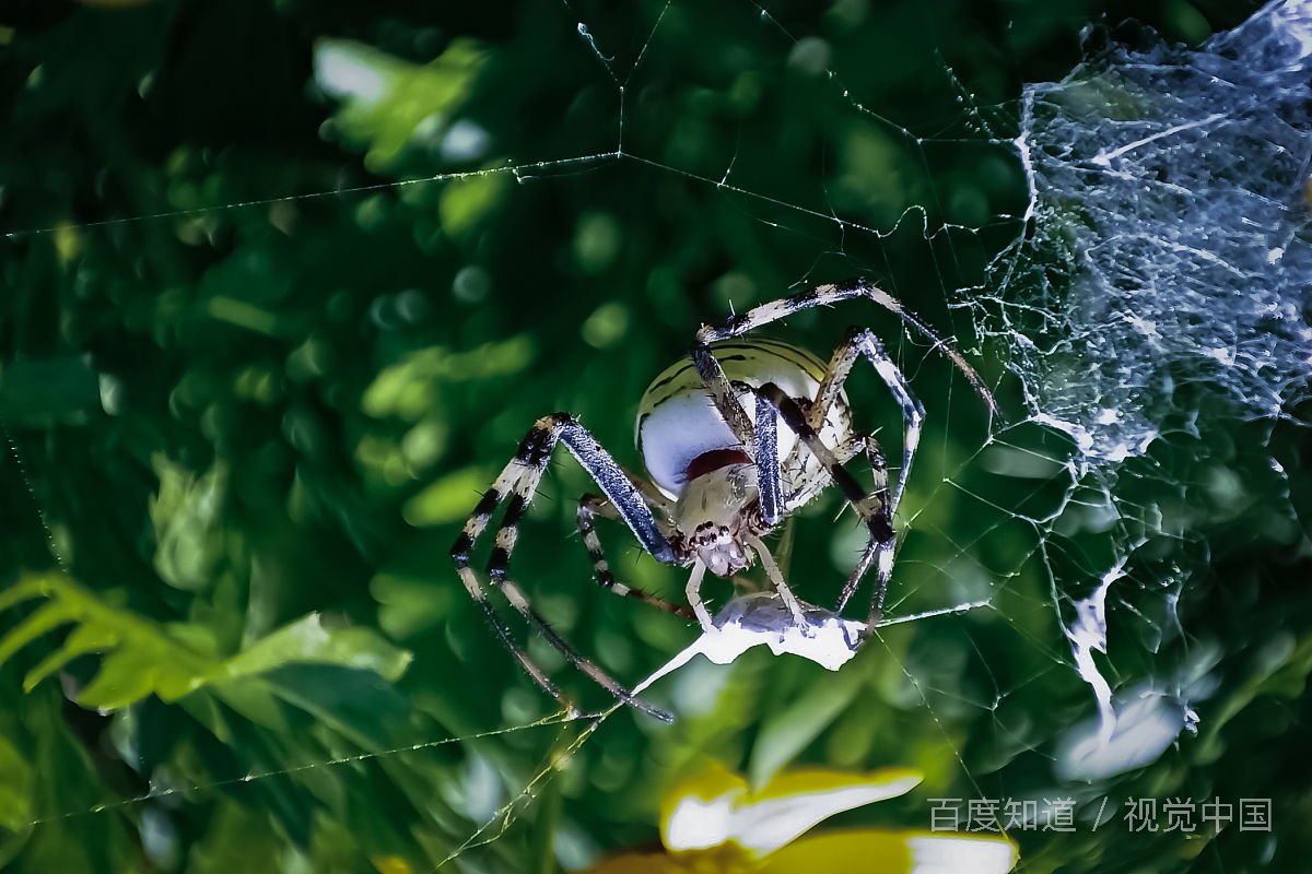 家里有蜘蛛会死人吗？