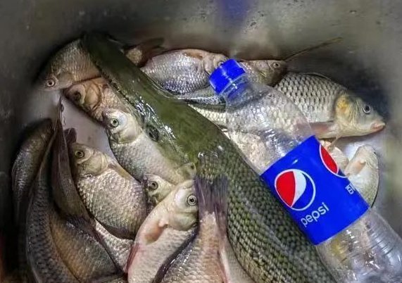 宁夏银川再现鳄雀鳝踪迹，还会遭到“追捕”吗？