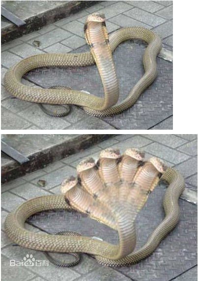是不是真的有五个头的蟒蛇