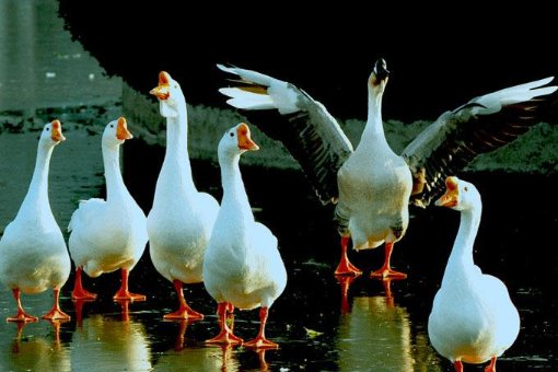 4只黑狗围攻1只大鹅被翻盘，主人对此有何表示？