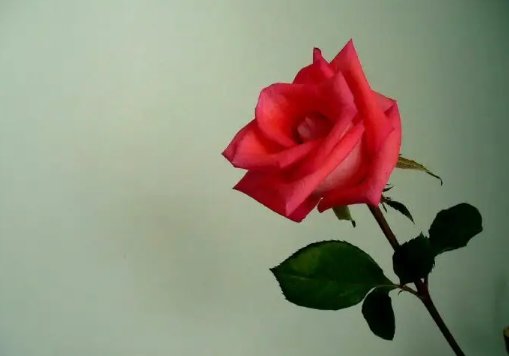 男人送你一朵玫瑰意味什么