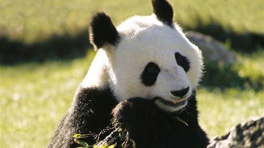 旅俄大熊猫“如意”雪地玩耍秀“功夫”，为何熊猫不怕冷？