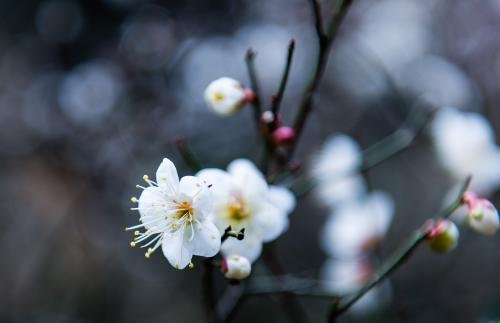 “玉洁冰清”的意思是什么？