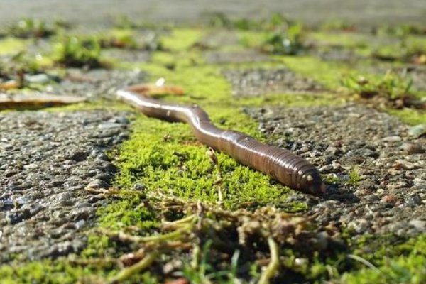 蚂蚁庄园蚯蚓没有眼睛