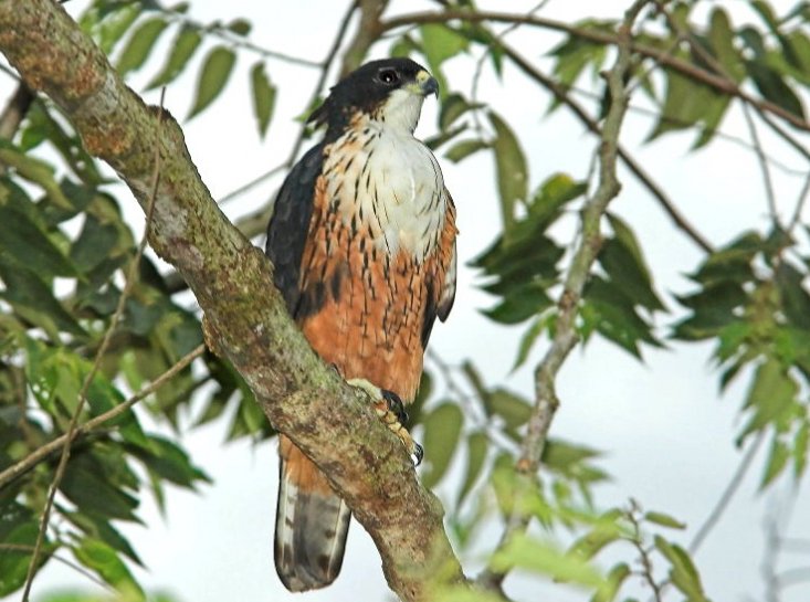 棕腹隼雕的栖息环境