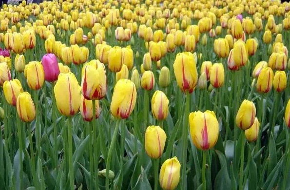 郁金香送女朋友合适吗?