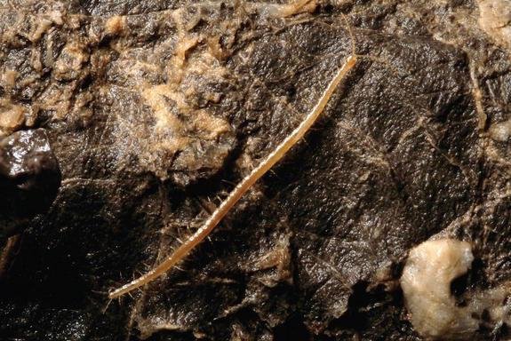 入地蜈蚣的简介