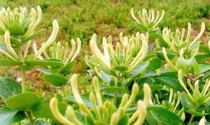 国内哪里产金银花？