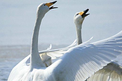 4只黑狗围攻1只大鹅被翻盘，主人对此有何表示？