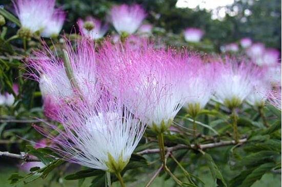 合欢花什么时候开 合欢花的花期和花语