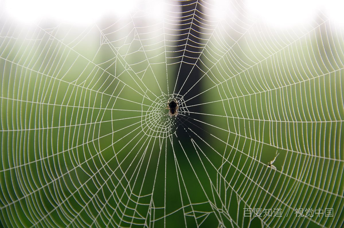 家里有蜘蛛会死人吗？