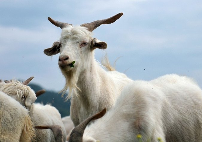 绿草如茵牛羊畅是什么生肖