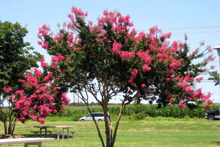 植物也怕痒蚂蚁庄园