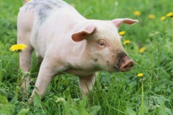 卒岁穷年代表什么生肖动物