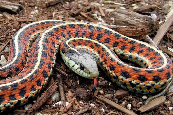 世界上最大的蛇是什么，这种蛇能活多久?