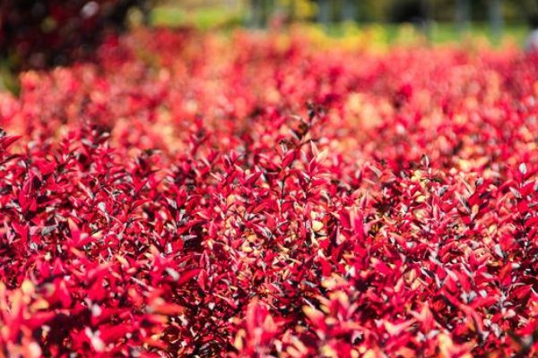 狂风落尽深红色,绿叶成荫子满枝是什么意思