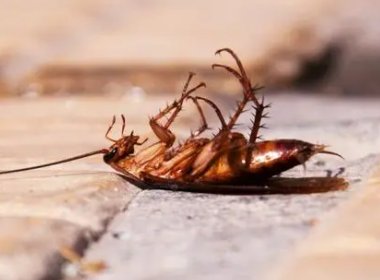 江苏一男子饭店吃出蟑螂碗被老板抢走，你如何看待这位老板的态度？