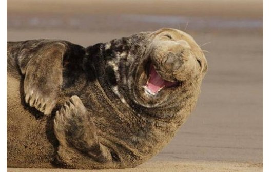 英语口语中的lol是什么意思，是不是相当于中文的呵呵