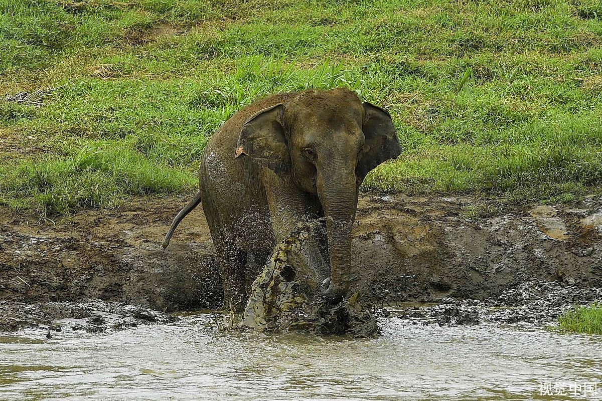 云南2象打架用腿互踢，一象看不过去上前“劝架”，它是如何规劝的？