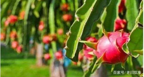 在地里种植的火龙果，枝条不茂盛怎么办？