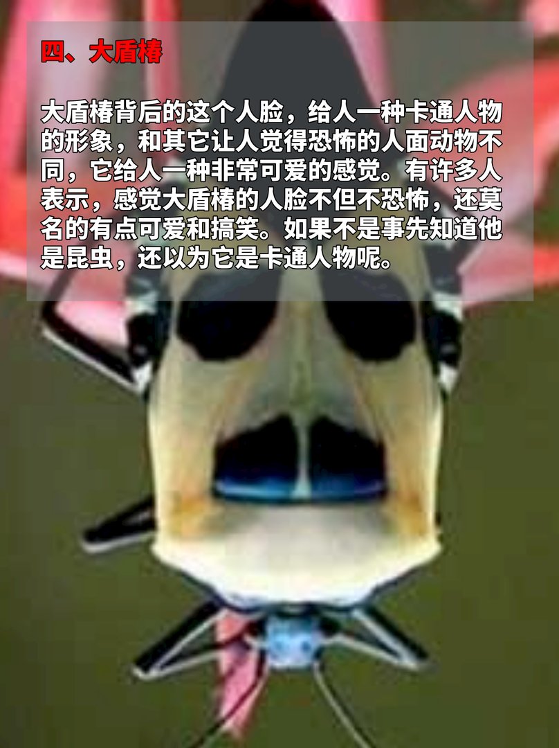 长着人脸的动物，见过的都惊呆了