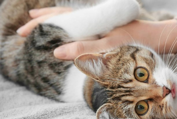 去掉小内被小c触摸