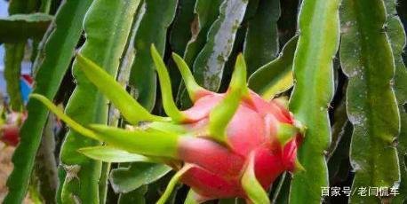 在地里种植的火龙果，枝条不茂盛怎么办？